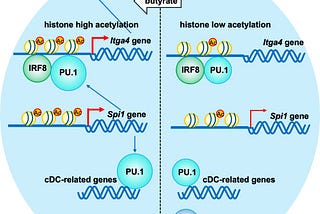 Beyond Nutrition: Role of Dietary Fiber Metabolites in the Development of Dendritic Cells