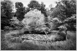 A ring of trees around a pond covered in lilies could look like people feasting at a dinner table.