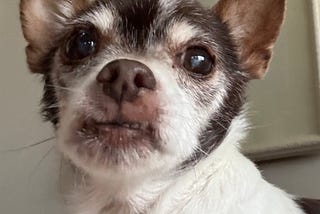 Face of white-brown chihuahua