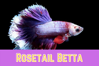 Rosetail Betta: A Good Beginner Fish?