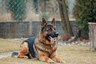 8 Things to Know About German Shepherds Before You Adopt One