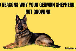 Why My German Shepherd So Small? 10 Reasons Must Read