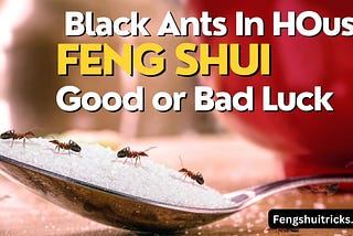 Black Ants In Your House: Good OR Bad Luck In Feng Shui(Meaning)