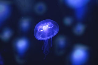 A Dive into the Ocean Testnet