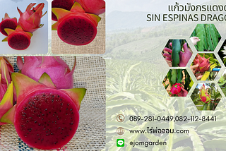 แก้วมังกรแดงตุรกี Sin Espinas Dragon Fruit