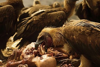 What animals eat humans alive?