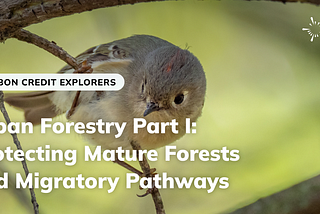 Urban Forestry Part I: Protecting Mature Forests and Migratory Pathways