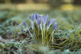 FLowers sprouting (Unsplash Image)