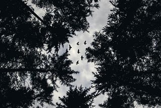 dark trees against a grey sky, seen from the ground upward
