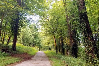 Lessons from the Woods