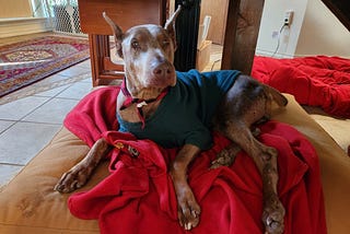 A red Doberman who was rescued sitting on a bright red blanket. He is 20 lbs heavier than when he was found.