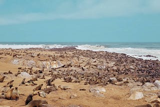 Namibia Day 10: Swakopmund — Cape Cross (Seal Colony) — Madisa Camp