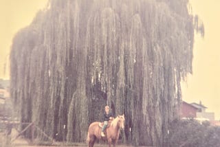 The author on a horse in front of a tall willow tree