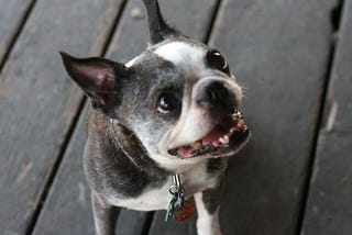 Cognitive dysfunction, boston terrier, older dog