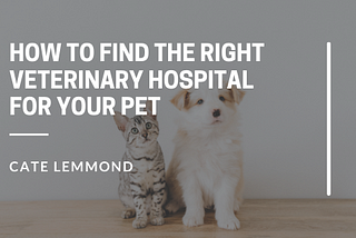 How to Find the Right Veterinary Hospital For Your Pet