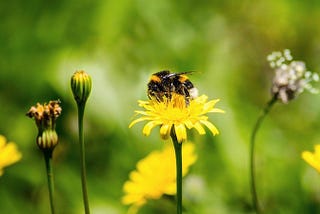 We’re calling on Amazon to help save the bees