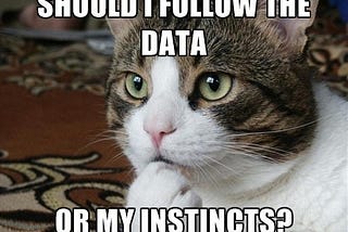 Memes: what cat memes can teach us?