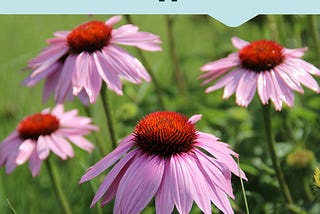 What Does Echinacea Do to Your Body? — Life Extension