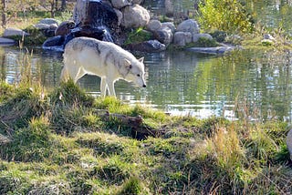 Wolves In Yellowstone — A Brief History