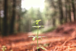 A delicate sapling just arisen through the forest floor and surrounded by towering matures trees which it will become like some day.