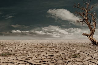 Parched land with a dead tree