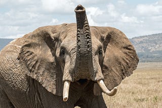 Beautiful elephant waving its trunk on the Kenyan plains. Photo by David Clode on Unsplash