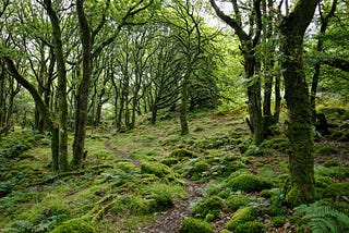 Mirroring the wisdom of forest ecosystems in our work on collectives