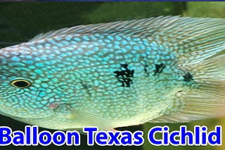 Balloon Texas Cichlid