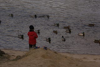 Small boy stands at water’s edge looking at a flock of swimming mallards.