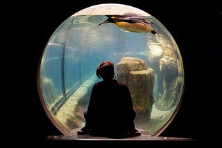 A lady sitting in a bubble looking at a Penguin swimming in water