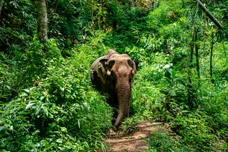 A single elephant peeks out from a bright green, forested trail on a sunny day.
