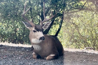 Deer Universe