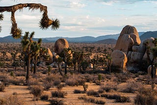 Taking a Day Trip to Joshua Tree from LA