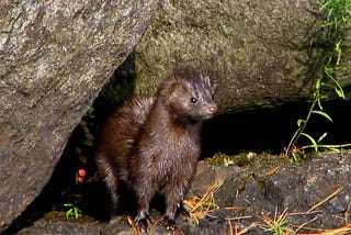 The Mink Connection to Covid-19