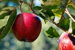 two heirloom apples with blemishes on a tree branch