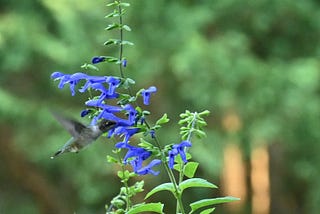 A Hungry Hummingbird