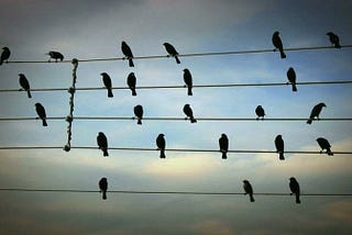 Amazing birds’ song on electric wires