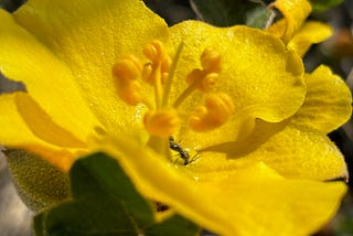 Our Tiny Forest in the Desert is blooming.