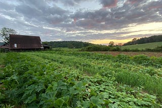 Barn at Villa Acres Farm, stewarded by The Farmers Land Trust. Credit: Anthony Villa