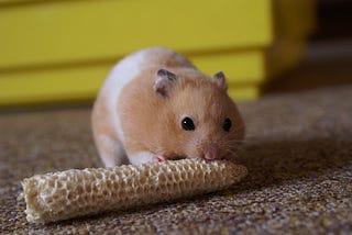 What My Hamster Taught Me About Creativity