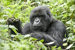 mountain gorillas in bwindi