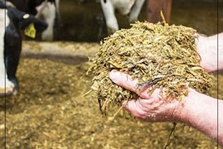 Feeding Of Sugar Cane Silage To Dairy Cattle During The Dry Season