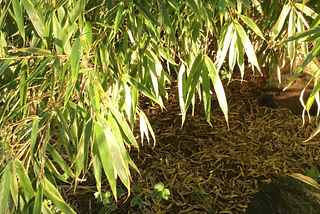 June afternoon sunlight on bamboo.