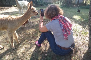 Would an alpaca sniffing your hair make you put down your phone?