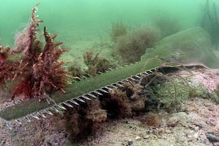Investigating the Neurological Impact of Gambierdiscus Toxin on Fish Behavior in the Florida Keys