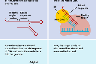 Rewriting the history books and genetic mutations alike through “Prime Editing”