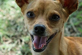 A smiling chihuahua looks into the camera.