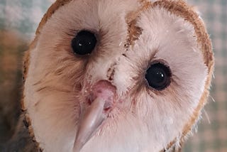 Wild Bird Rescue