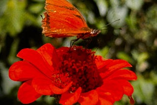 From my butterfly garden. Photo cred: a friend