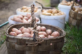 Potato Harvest